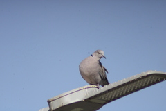 Streptopelia decaocto