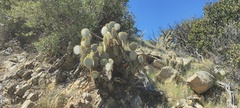 Opuntia chlorotica