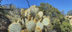 Opuntia chlorotica