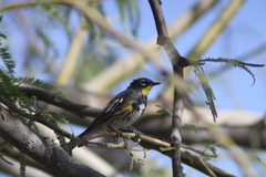 Setophaga coronata