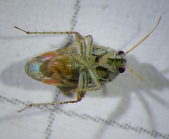 Sthenarus rotermundi