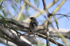 Setophaga coronata