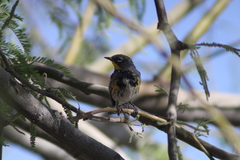 Setophaga coronata