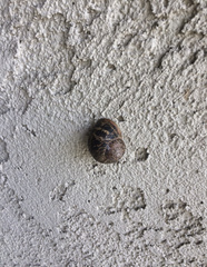 Cornu aspersum