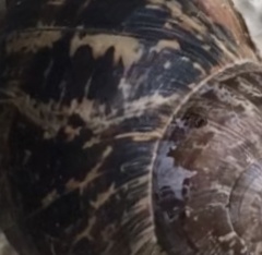 Cornu aspersum