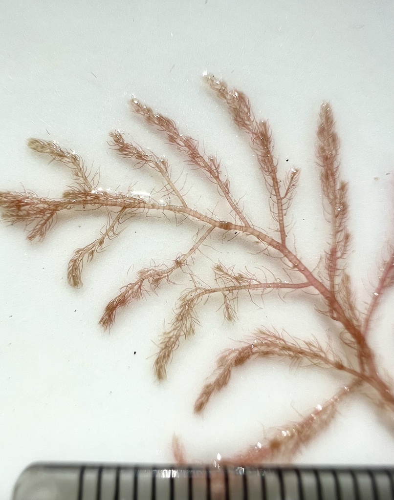 Spyridia filamentosa
