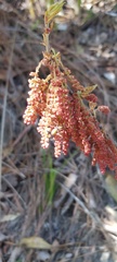 Quercus pumila