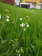 Cardamine pratensis