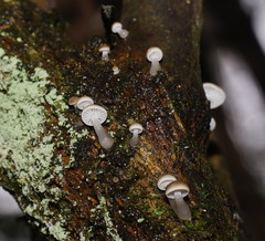 Roridomyces austrororidus