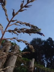 Puya floccosa