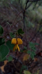 Rhynchosia versicolor