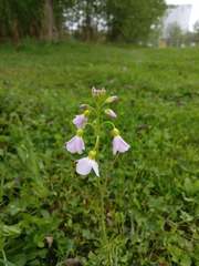 Cardamine pratensis