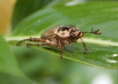 Anomala takasagoensis