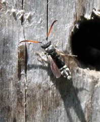 Sapyga martinii