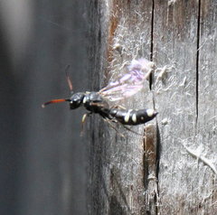 Sapyga martinii