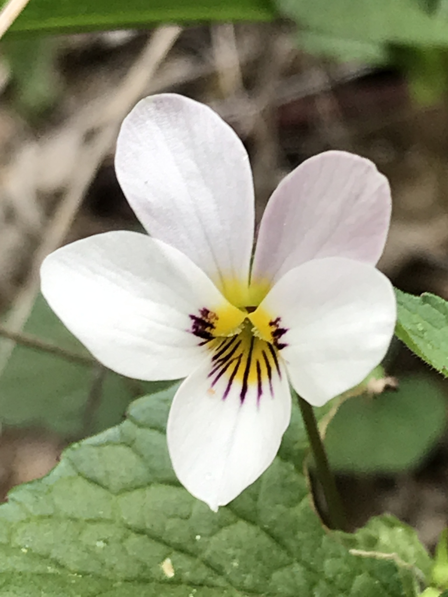Viola ocellata