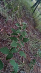 Rhynchosia versicolor