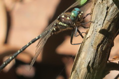 Archaeosynthemis leachii