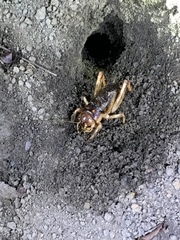 Tarbinskiellus portentosus