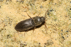 Agriotes obscurus