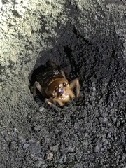 Tarbinskiellus portentosus