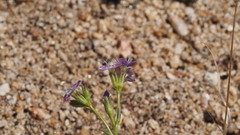 Gilia diegensis
