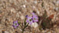 Gilia diegensis