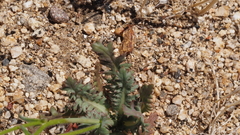 Gilia diegensis