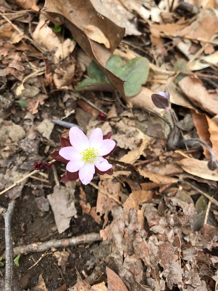 rue anemone from Zion Rd, Brookeville, MD, US on March 27, 2022 at 01