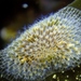 Membranipora membranacea - Photo (c) Zach Berghorst,  זכויות יוצרים חלקיות (CC BY-NC), הועלה על ידי Zach Berghorst