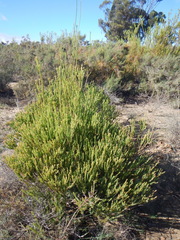 Leucadendron stellare