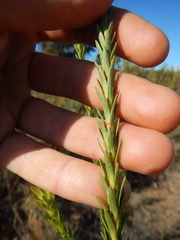 Leucadendron stellare
