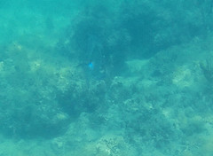 Balistes vetula