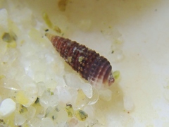Cerithiopsidella cosmia