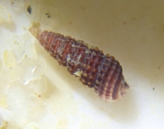 Cerithiopsidella cosmia