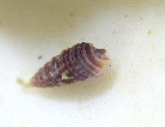 Cerithiopsidella cosmia
