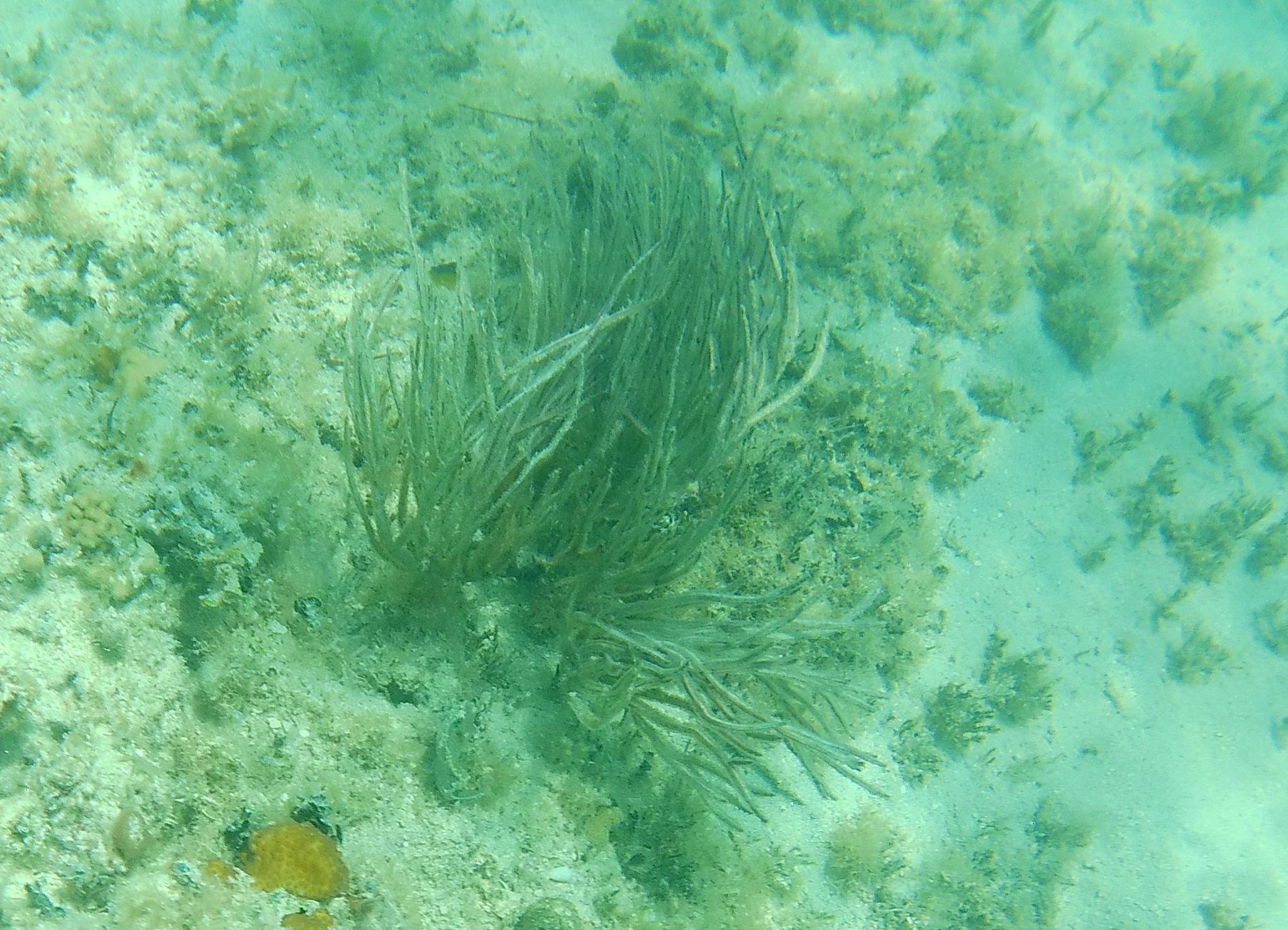 Pterogorgia anceps (Pallas, 1766)