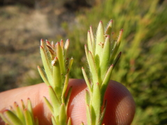 Leucadendron stellare