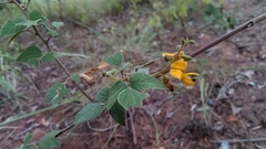 Rhynchosia versicolor