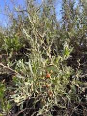 Dunalia spinosa
