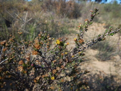 Marasmodes spinosa