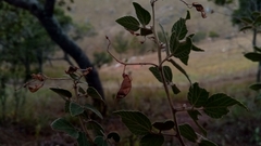 Rhynchosia versicolor