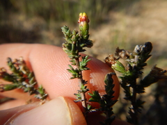 Marasmodes spinosa