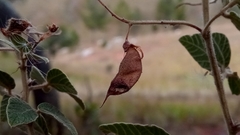 Rhynchosia versicolor