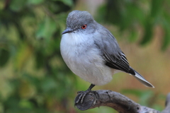 Pyrope pyrope pyrope