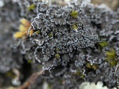 Fuscopannaria praetermissa