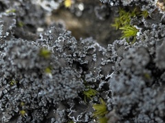 Fuscopannaria praetermissa