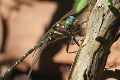 Archaeosynthemis leachii