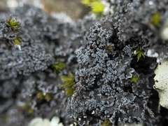 Fuscopannaria praetermissa