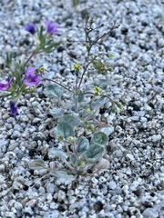 Eriogonum reniforme